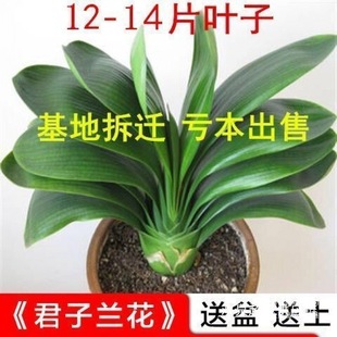 �����m���Ԏ��������]�����m�����ļ�����ֲ������m���窚��