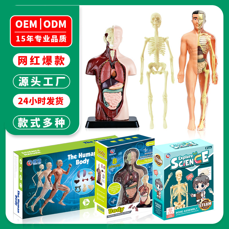 Transfronterizo pequeño modelo de esqueleto humano Amazonas esqueleto de cuerpo completo DIY infantil educación temprana juguetes de maniquí humano