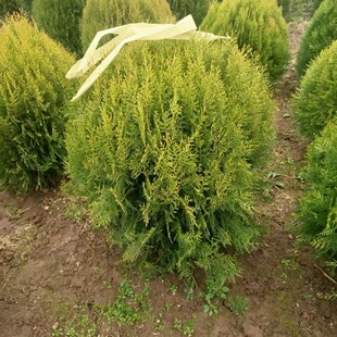 �������ԏS��ֱ�N����ؠI�B���� ���ؾG�����G��ľ�������