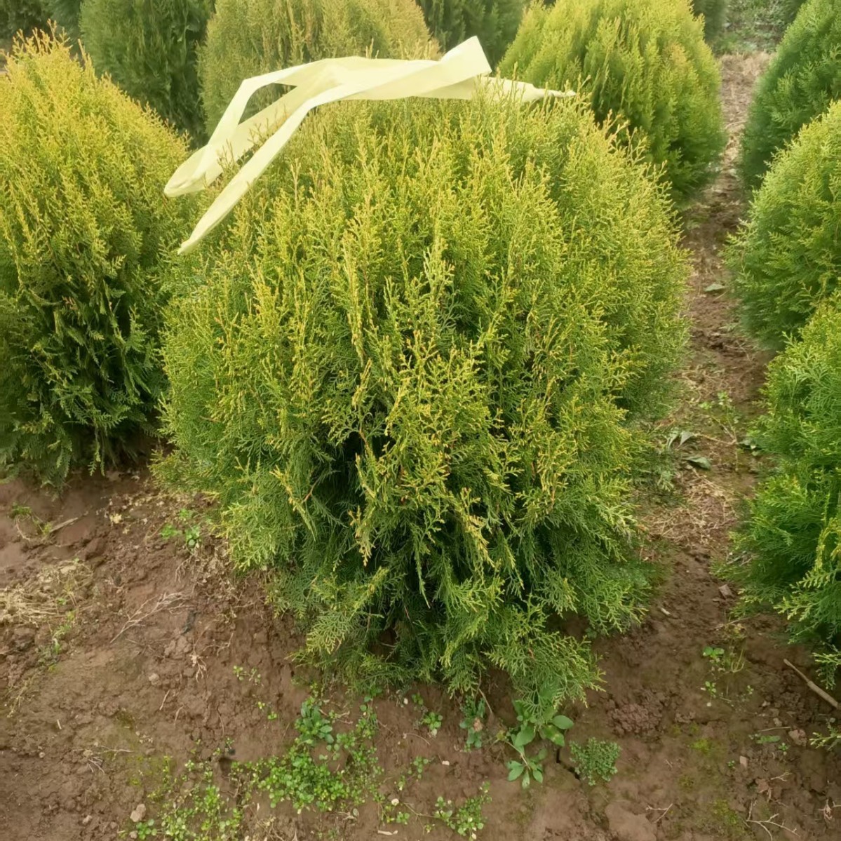 西安苗圃厂家直销洒金柏 西藏绿化常绿苗木洒金柏球