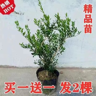 ���Iһ��һ��ȸ�ఙƤ�S���辰�ļ�����С�~�S���׻���Ϙ���