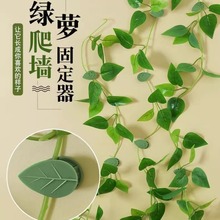 绿箩爬墙上固定神器绿萝植物卡扣夹藤蔓爬墙夹子双面粘贴片固定器