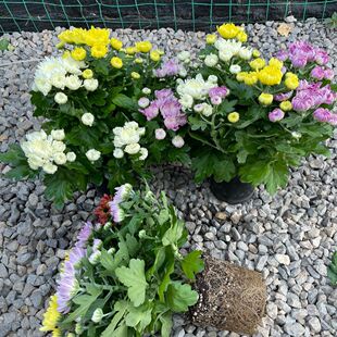 �ͺ��ļ��ջ�����צ�Վ����������҃���ͥԺ�ֲ̨�ﻨ�ܾ��¾ջ�