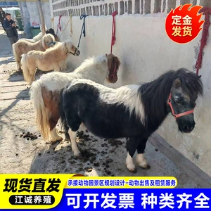 [景区观赏宠物矮脚马活体 养马场骑乘宠物马活体 出售迷你袖珍马]
