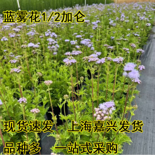 �{�F���{�F�����Զ������ͺ��͟��޸����ܶ༾�_���{ɫϵ޽���E