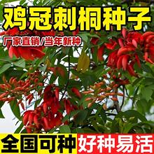 鸡冠刺桐种子新采巴西刺桐鸡冠种籽四季开花园林绿化红鸡冠花种籽