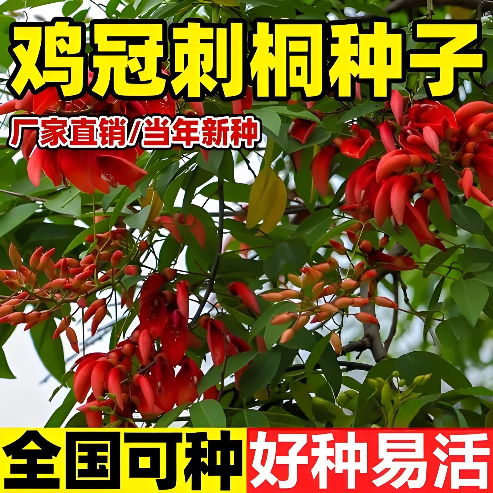 鸡冠刺桐种子新采巴西刺桐鸡冠种籽四季开花园林绿化红鸡冠花种籽