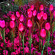 LED simulation outdoor waterproof tulip lamp floor lamp courtyard decorative landscape lamp blue red yellow powder IP65 wholesale