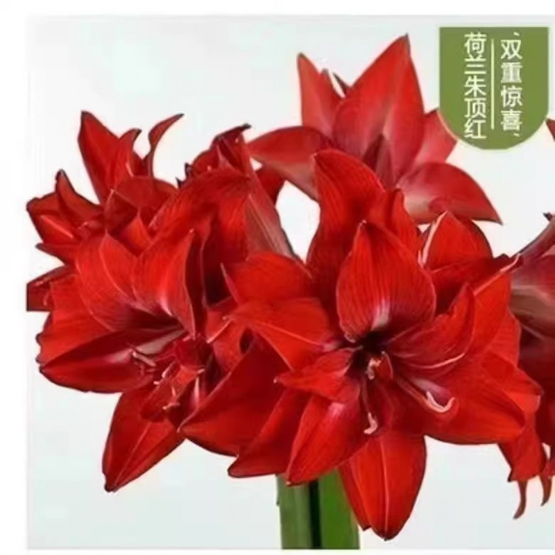 두 배의 놀라움★★