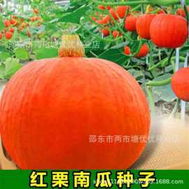 丰产红栗南瓜种子红板栗南瓜种籽红蜜甜蜜南瓜春秋季甜糯红皮南瓜