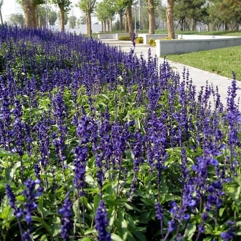 Semillas de flores, semillas de flores.