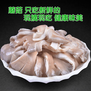 �l��������Ģ��3ʳ�þ���ͥ�㹽�N�������ƽ��Ģ���Nֲ������