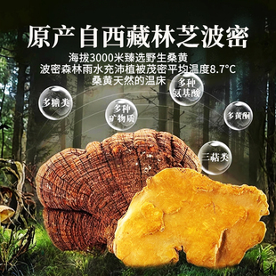 ɣ�S�����ڷ�����Ұ���`֥�����Ƭ��ˮСŬɣ���ɣ�S�Ĺ�Ч