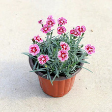 ���Դ��������ʺ�ʯ�� ��ʯ�� ׯ�@ �G�� �����޸�ϵ�вݻ�