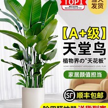 天堂鸟绿植盆栽大型植物客厅办公室内大叶花卉吸甲醛落地式鹤望兰