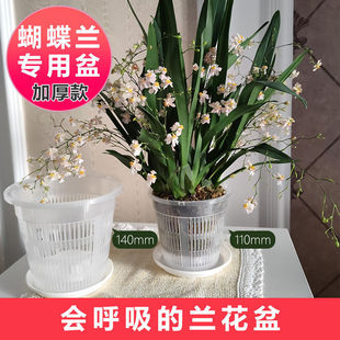 Phalaenopsis special root control flowerpot Dendrobium officinale ground Basin new green plant basin desktop simple flower breathable Basin