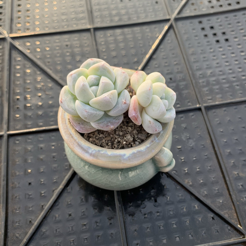 小さな多肉植物、超かわいい、貴重で希少な親指鉢、ミニ鉢植え、鉢付き多肉植物鉢植え、小さな古い支柱|undefined