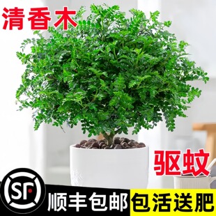 ��������ľ���Ժ���ľ�Ϙ������҃������xֲ�ﵰ���bGֲ�~��