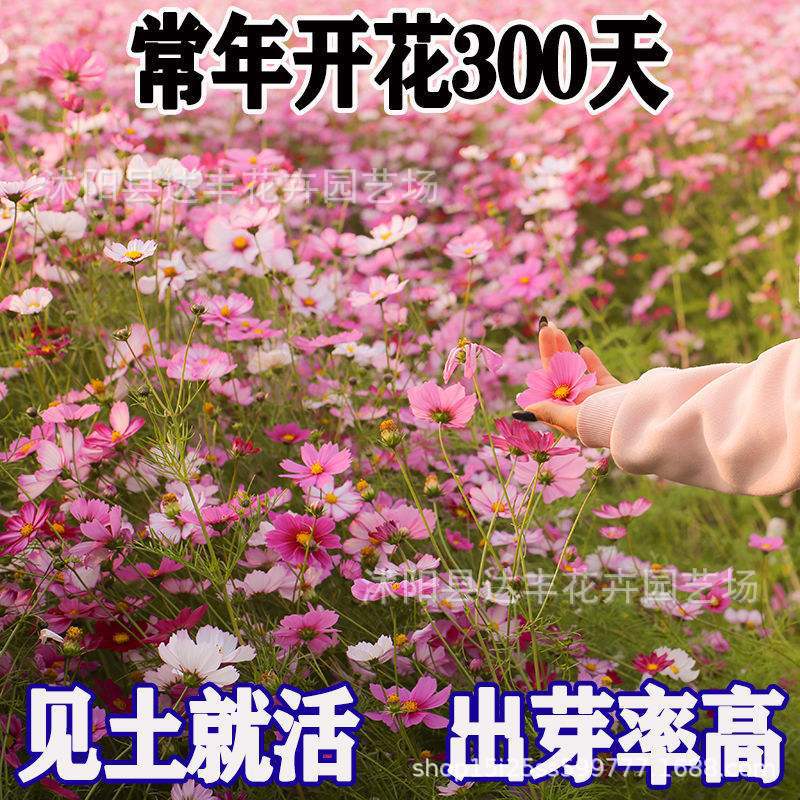 波斯菊种子批发格桑花种子野花组合种子绿化工程草花种子易种