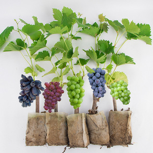 ꖹ�õ�����ј������԰��ɻ���������ϱ����Nֲ�����m����Y��