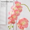 9 fork Phalaenopsis pink