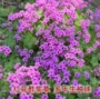 幸运草多年生盆栽紫色三叶草