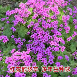 幸运草种球红花醡浆草种球三叶草室内紫色醡浆种子多年生盆栽种球