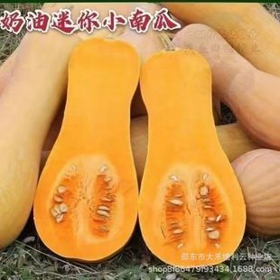 ��Ʒ�����ϹϷN�Ӵ����＾�ļ������۱���Ŵ�t�����ϹϷN�Ѳ˷N��