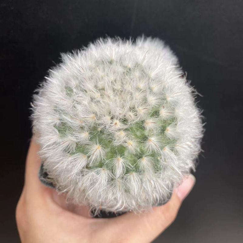 大仙人球コレクション、鉢植えの開花仙人掌、多肉植物、星兜瑞昌玉、玉龍鳳玉、玉翁|undefined