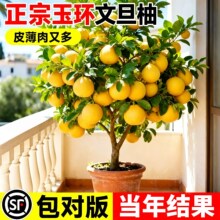 ���Ә����ĵ��ּ޽��ϱ����̨ͥԺ�Nֲ���Ե��Թ�������ļ����B