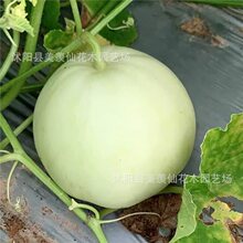 甜瓜种子超甜特大白种籽春季四季种孑水果阳台黄皮香瓜籽
