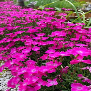 �W��ʯ�񻨻ܷN�� ��ͥ�@ˇ�ÚWʯ��N�� ���^�������@�ݻ��N��