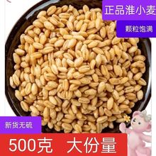 淮小麦新货正品无硫甘麦大枣汤料怀小麦茶养生茶纯天然淮小麦颗粒