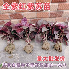 �p�������K��ȫ�������ʳ�ú����p��������ȥ���̨���Ԏ����l؛