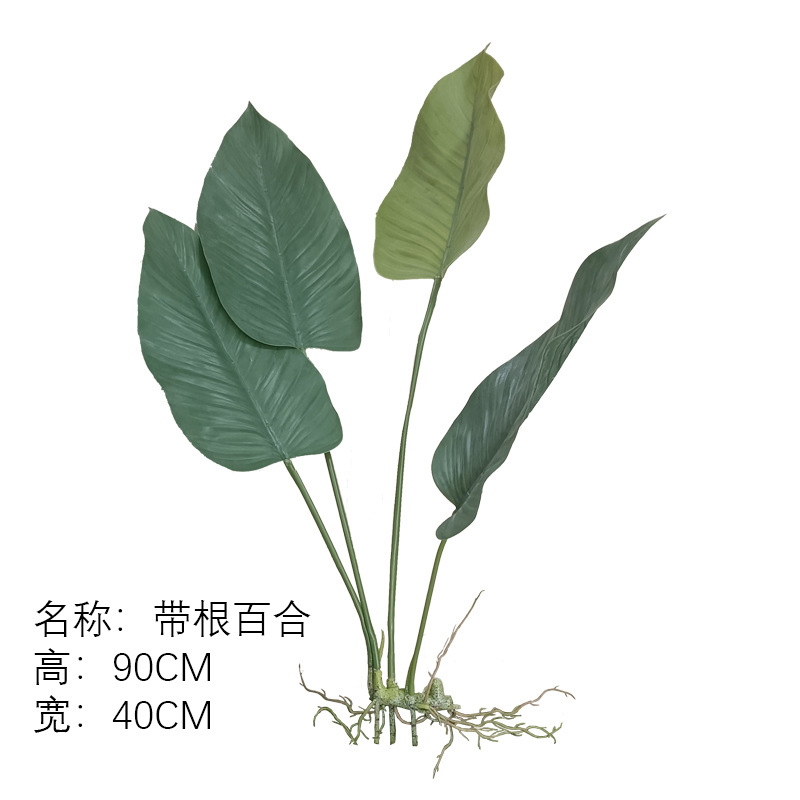 (Nuevo) Lily con raíz