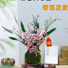 香水文心兰花苗现带花苞梦香浓香年宵花卉苔藓球懒人盆栽水培植物