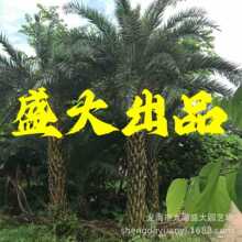 浙江中东海枣树 江苏银海枣价格 江西中东海枣 福建中东海枣批发