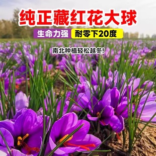 Medicinal Saffron Seed Bulb Potted Cold-Resistant and Frost-Resistant Flower Crocus Seed Seedlings Indoor and Outdoor Medicinal Material Planting Seedlings