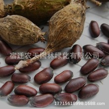 �D÷���N���ļ������Sɫ�D÷��N���D÷�N���S÷������÷�F���ӻ�