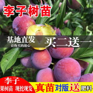 Bee Sugar Plum Saplings Grafted Extra Large Late Maturing Boneless Green Crisp Plum Saplings Planted in the North and South Sanhua Plum Saplings