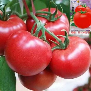 ���ѷN�ӳ���t��������̖�̨�����＾���ߜ��߲˹Ϲ��N��