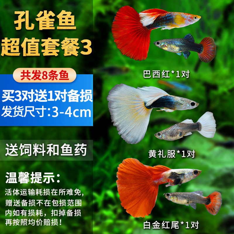 孔雀鱼精品小鱼缸观赏鱼好养耐活热带鱼活鱼天空蓝小型小鱼苗|undefined