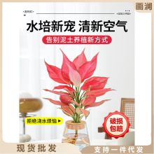 如意皇后吉利红盆栽办公室内吸甲醛小绿植懒人水培植物好养易成活