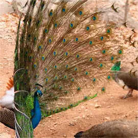 鲜/活禽类;特种珍禽;招财摆件