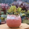 Egg red