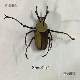 工具DIY学生湿拍摄材料手工标本道具甲虫教具昆虫包装锹虫麦太保