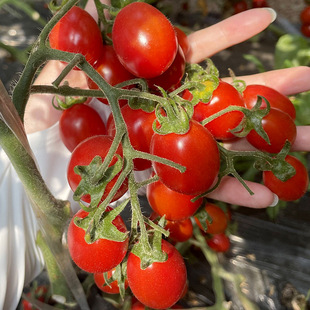 �S�����l�ٲ�С���ѷN�Ӽtɫ�����}Ů�����t���ļ�����ˮ���N����