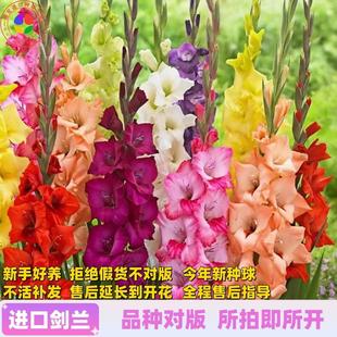 Imported Gladiolus Bulbs, Gladiolus Flower Seedlings, Perennial Four-Season Flowering Potted Plants, Cut Flower Bulbs, Green Plants