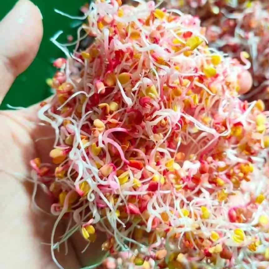 Fresh Hydroponic Red Radish Sprouts, Purple Radish Sprouts, Salad Sprouts, Vegetable Sprouts for Restaurant and Hotel Plating Decoration