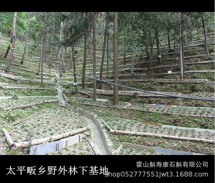 Huo Shan Tie Pi Shi Hu Feng Dou Dendrobium Stems 100g Traditional Tonic Herb specifications